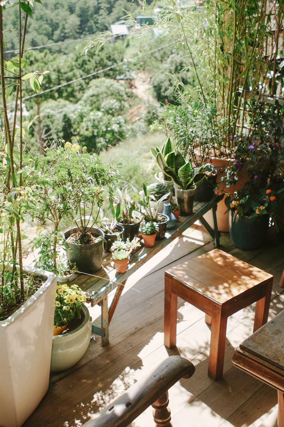 Terraza soleada de madera con macetas y plantas