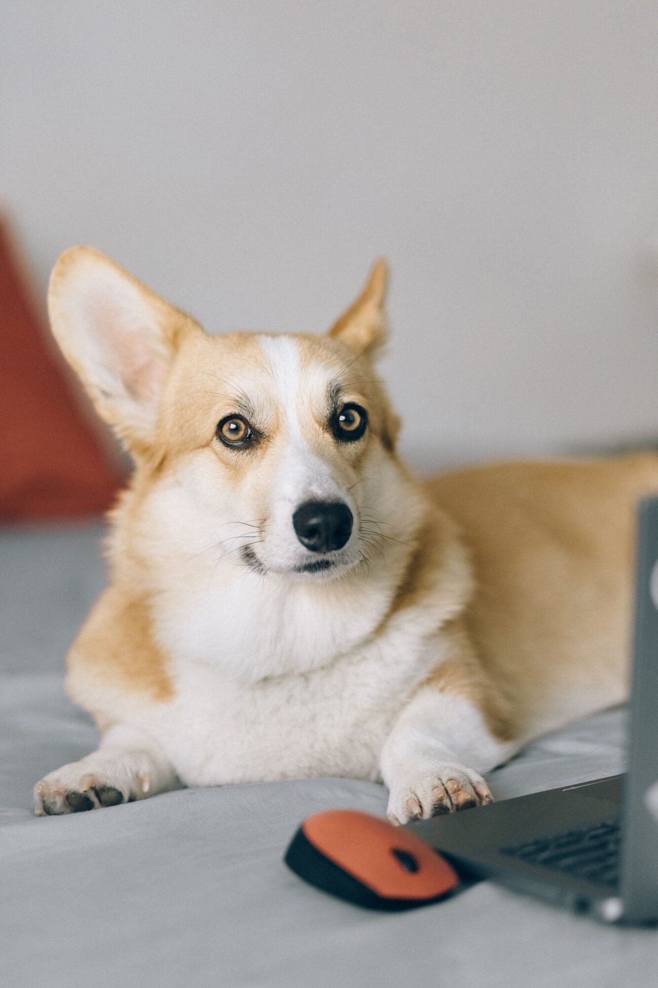 perro mirando directamente a la cámara