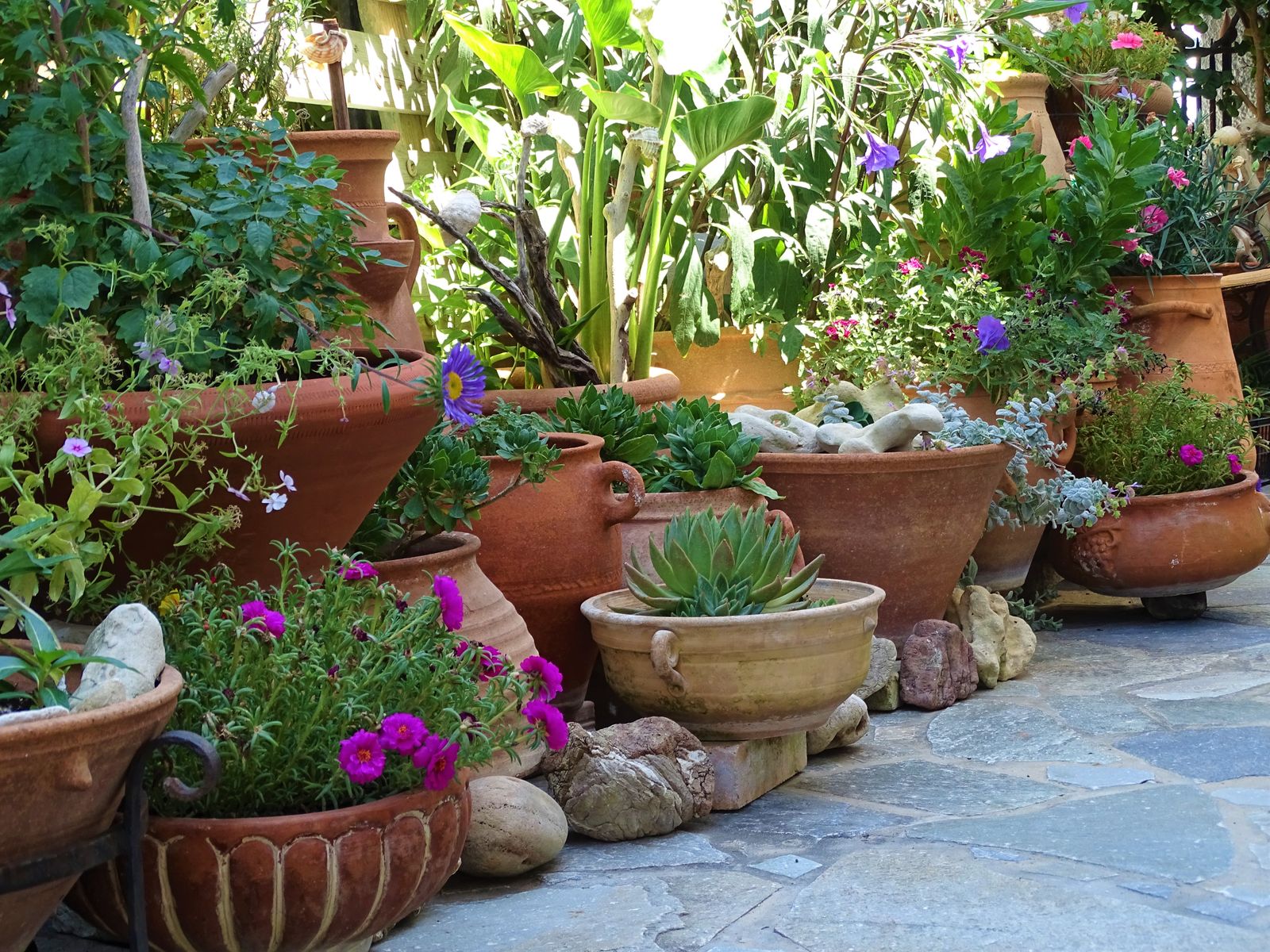 plantas y flores en un jardín soleado