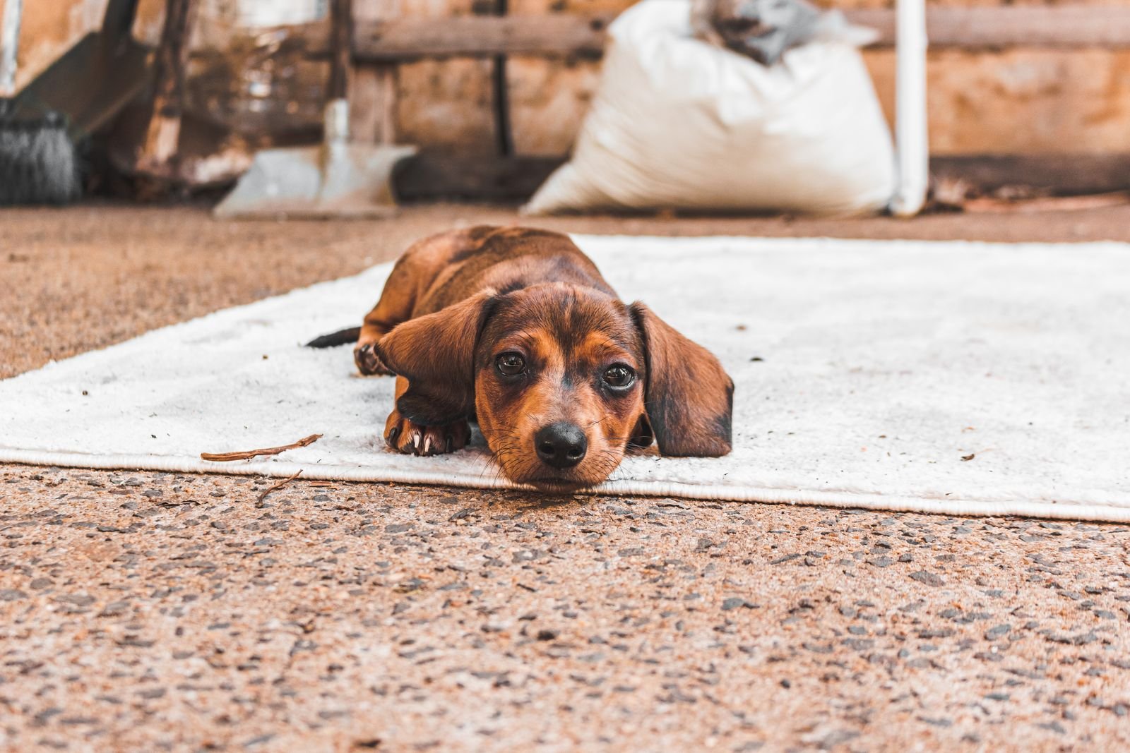 perro salchicha marrón tumbado en una alfombra