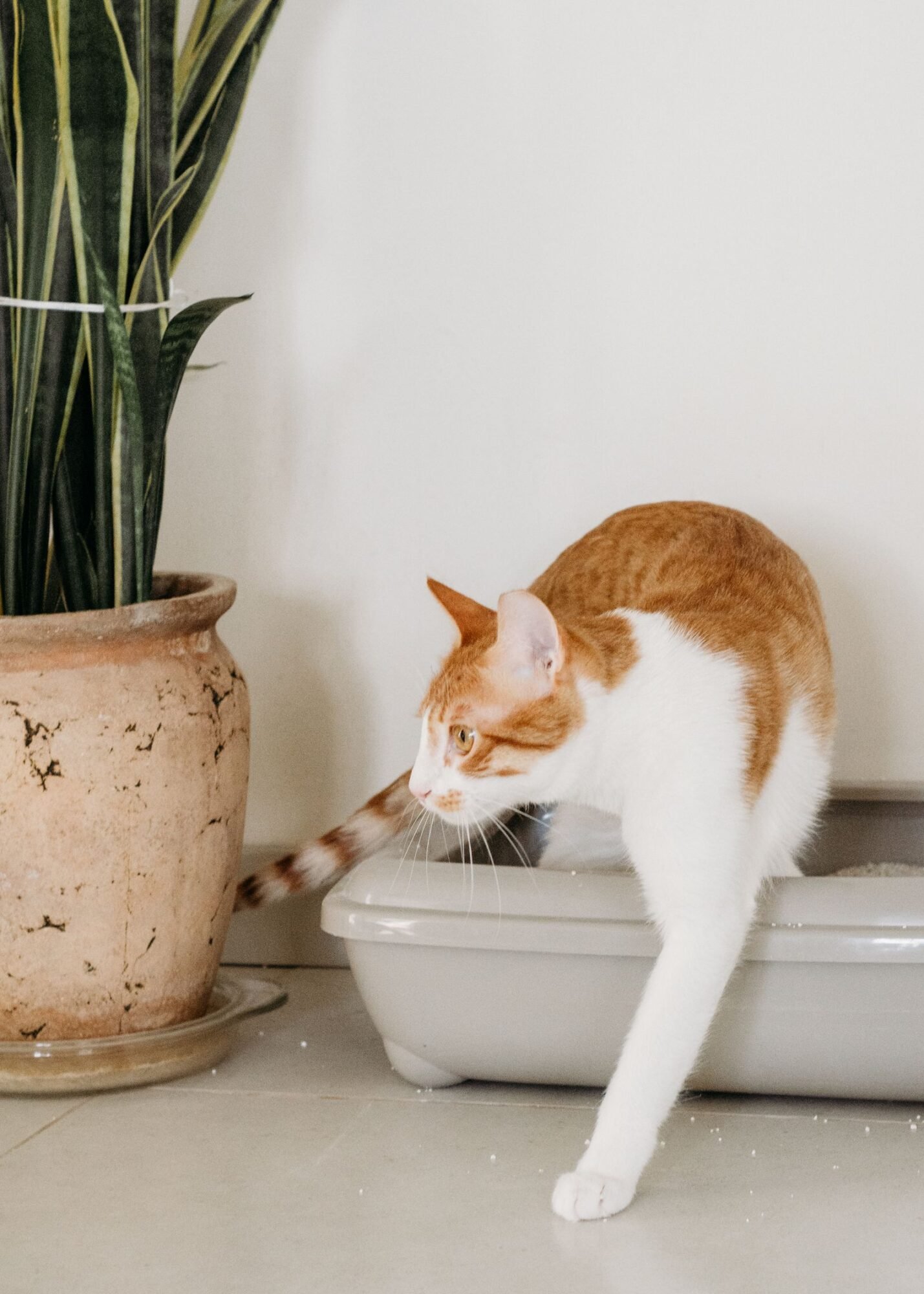 purificador de aire para eliminar olor a caja de arena de gato