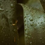Gotas de agua sobre hojas verdes de una planta
