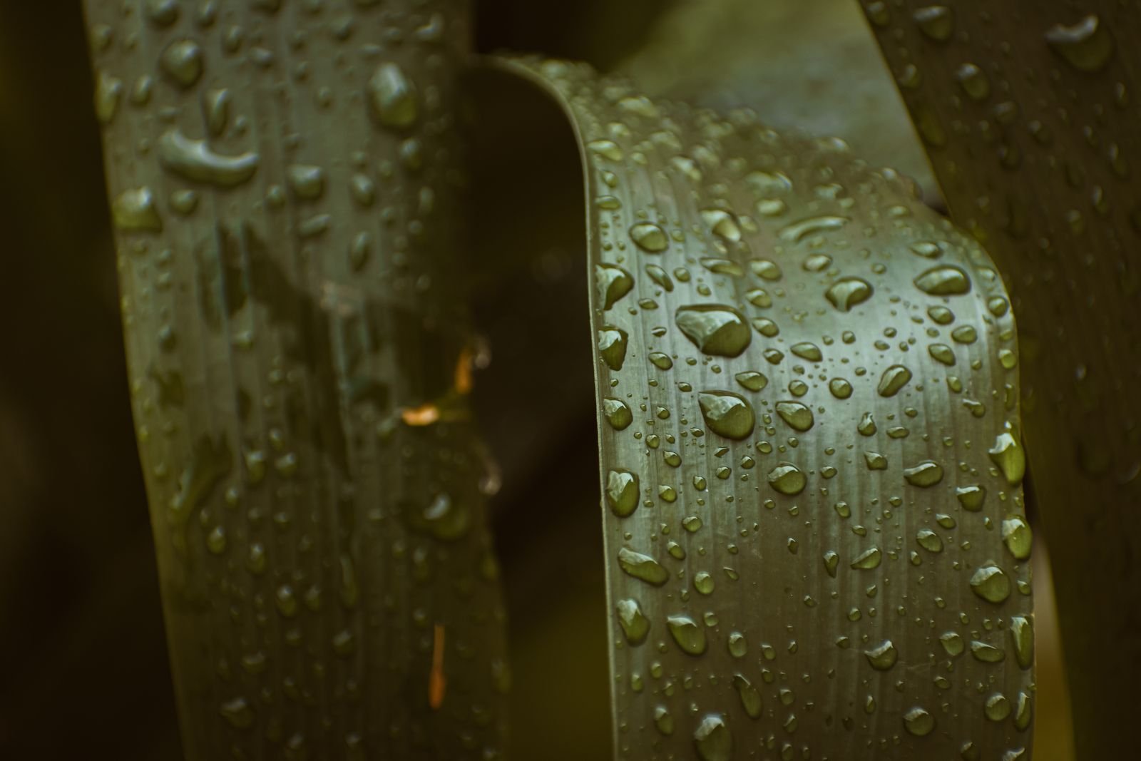 Gotas de agua sobre hojas verdes de una planta