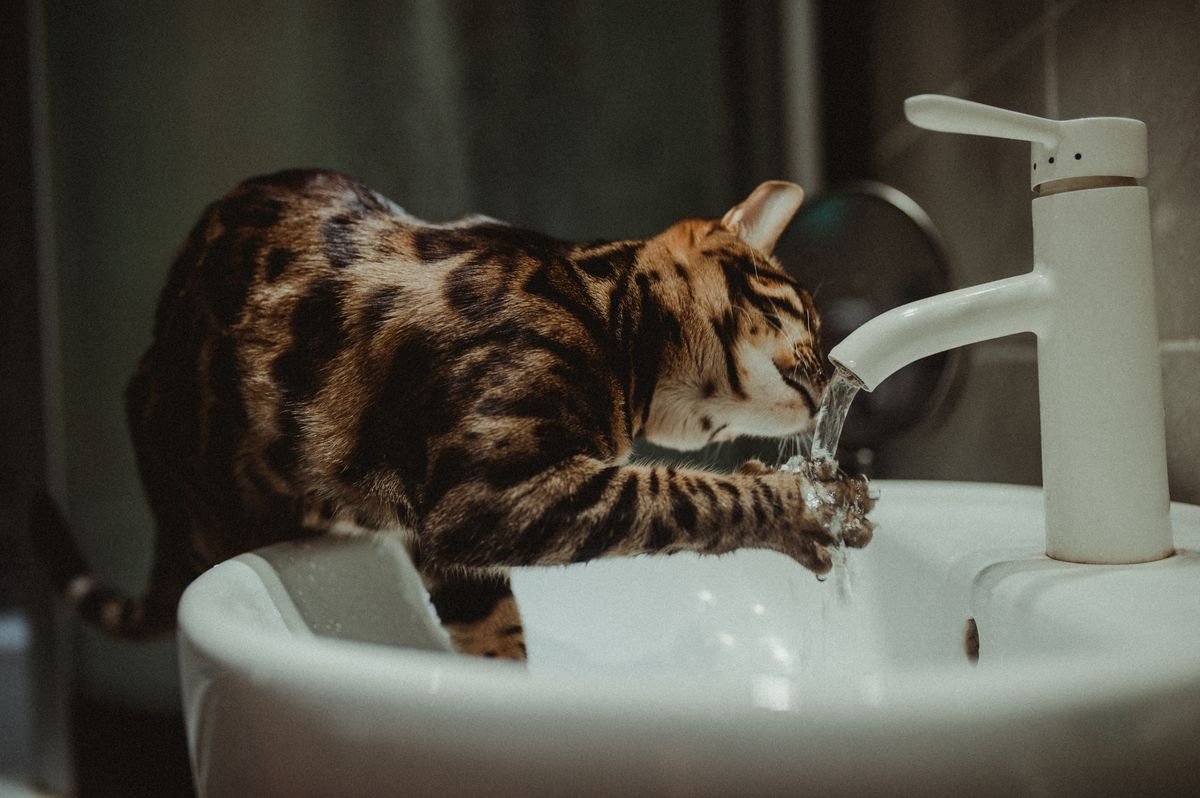 Gato bengalí bebiendo agua directamente del grifo del baño