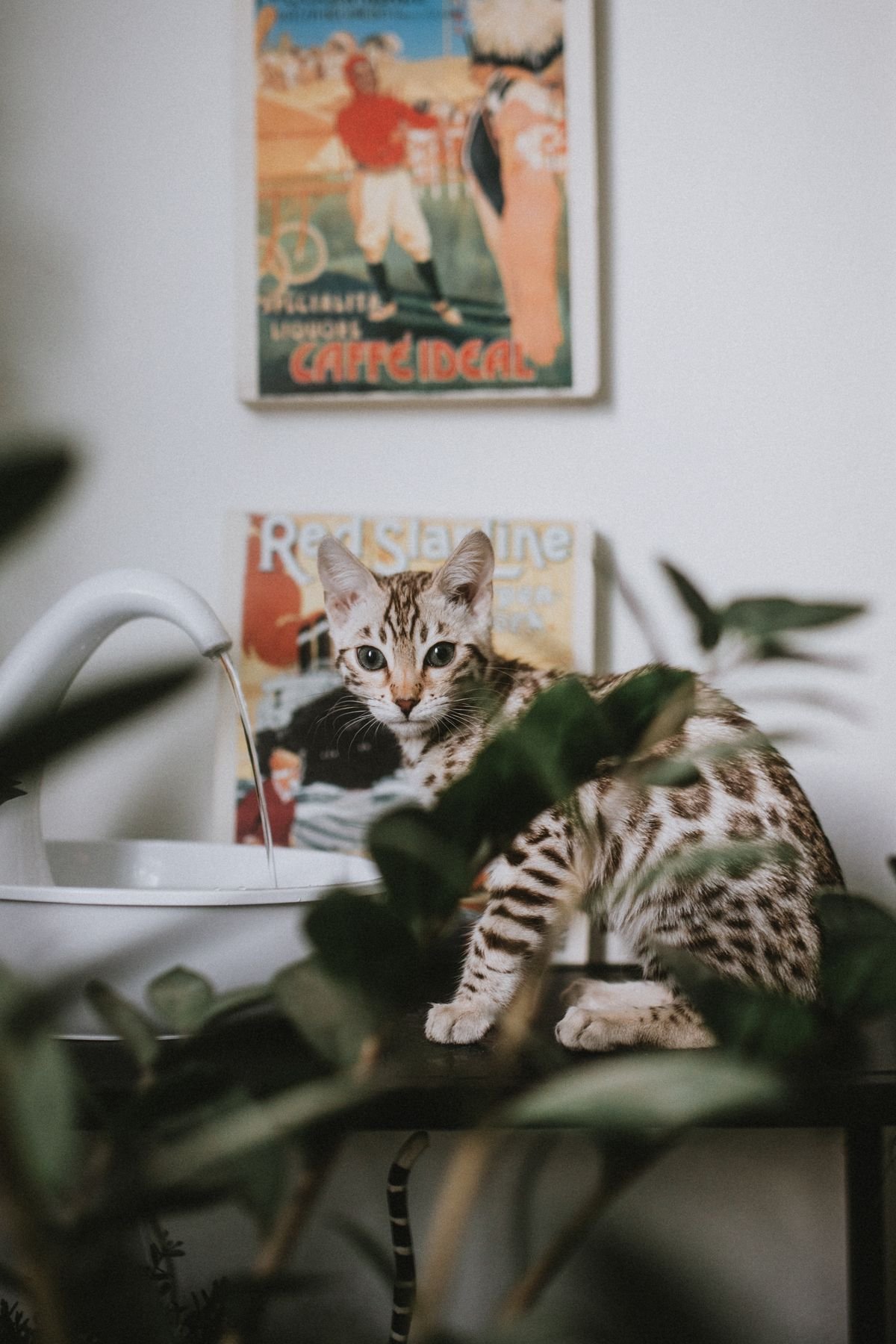 Gato bengalí sentado junto a un grifo con agua corriente