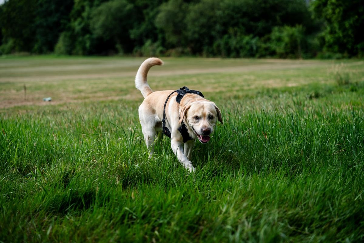 Labrador dorado disfrutando de un paseo al aire libre