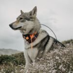 Perro con un collar al cuello