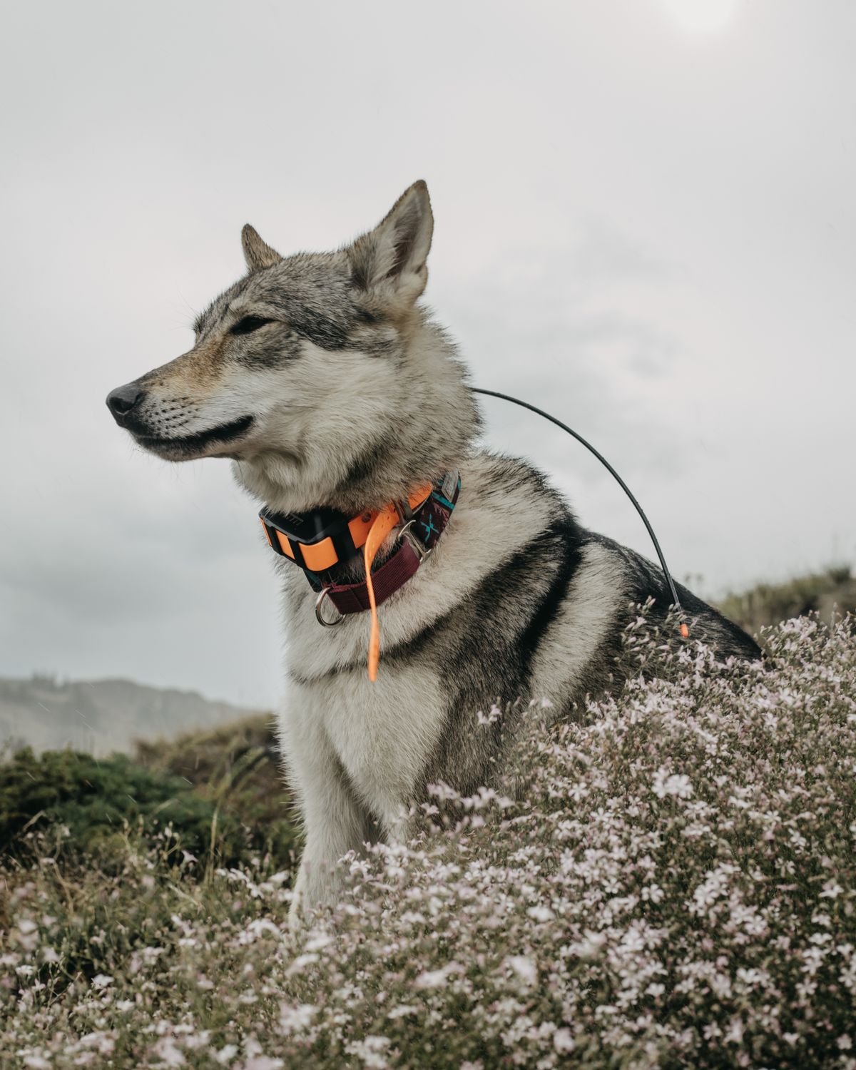 Perro con un collar al cuello