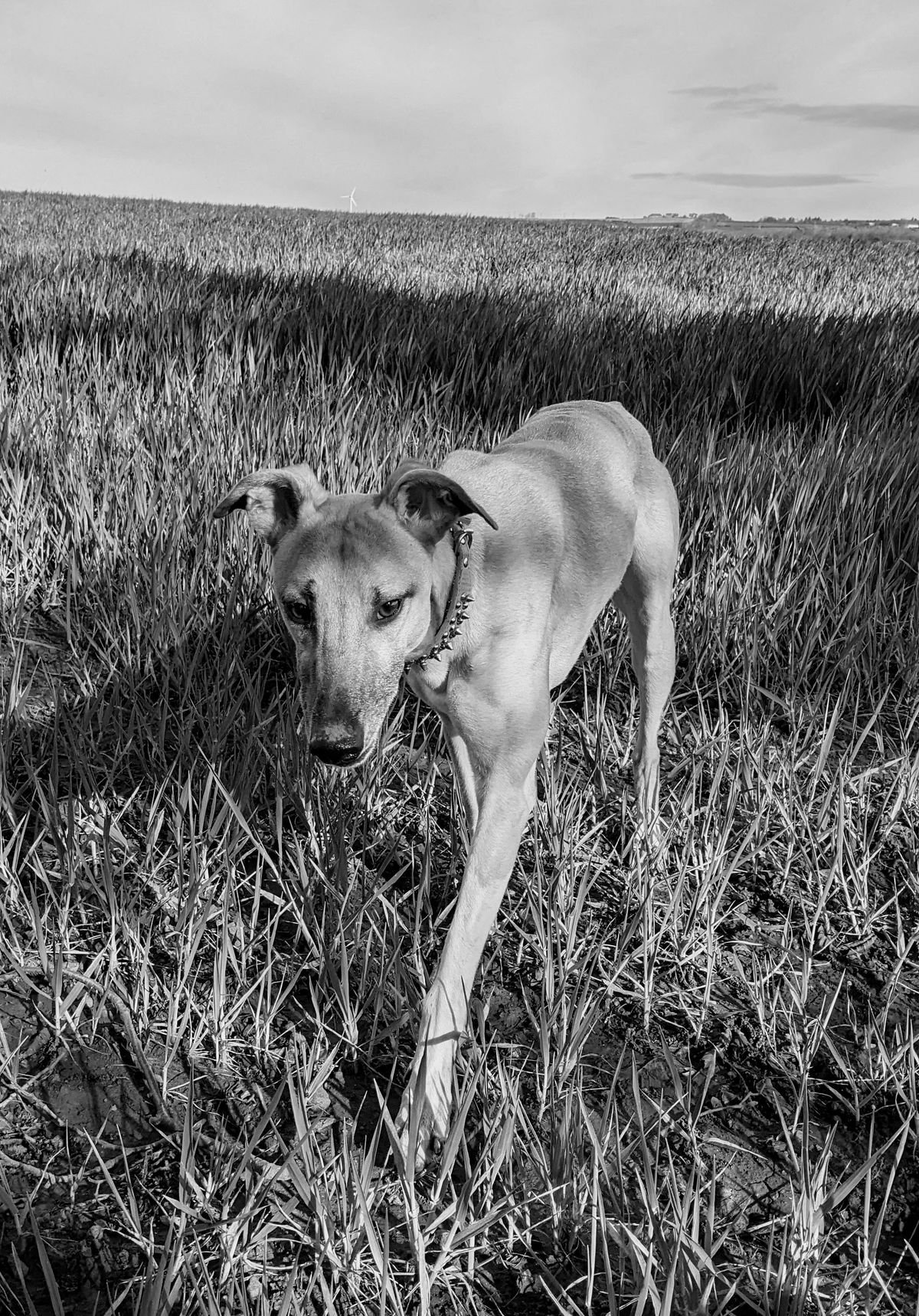 Perro caminando por un prado