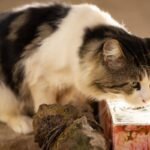 Gato atigrado de pelo largo bebiendo agua en primer plano