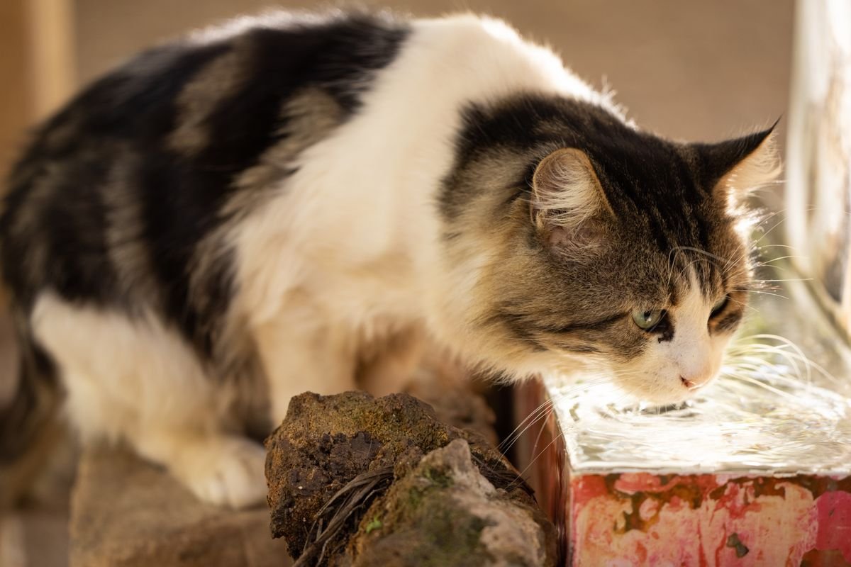 Gato atigrado de pelo largo bebiendo agua en primer plano